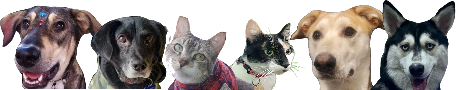 Persona con un perro